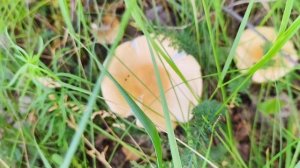 Березовая роща в Оренбургской области