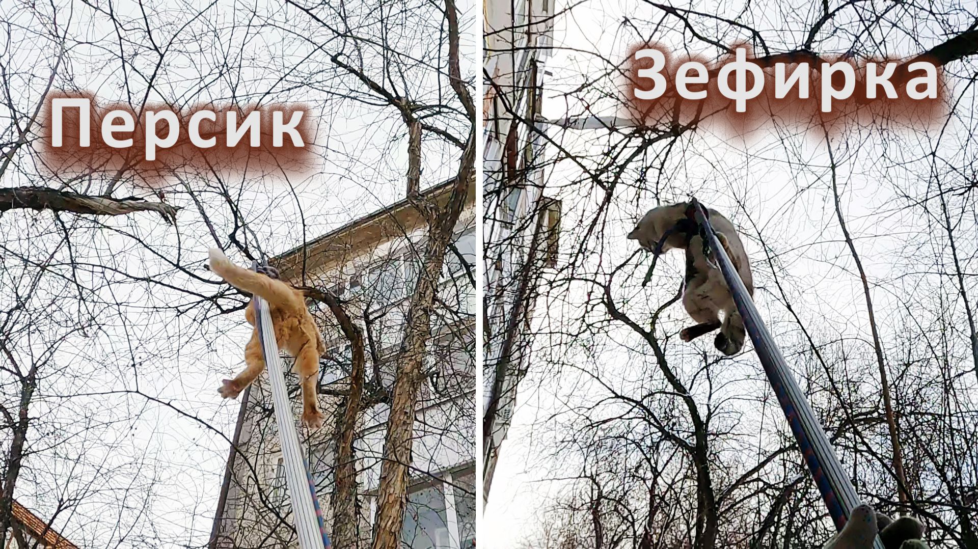 Зефирка, Персик и другие шерстяные