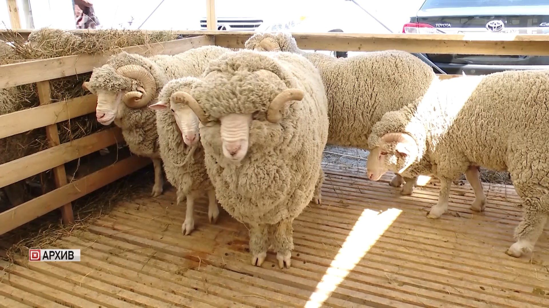 В Дагестане проходит подготовка  к  Российской выставке племенных овец и коз