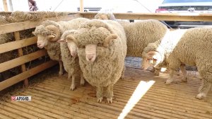 В Дагестане проходит подготовка  к  Российской выставке племенных овец и коз