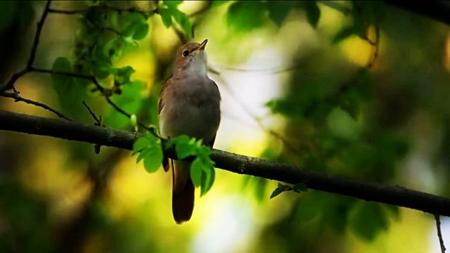 Звук природы. Птицы. Соловей у лесного ручья