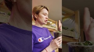 ОЧЕНЬ ВАЖНО НЕ ЗАЛИТЬ РАССАДУ.