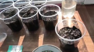 Первые всходы бамии