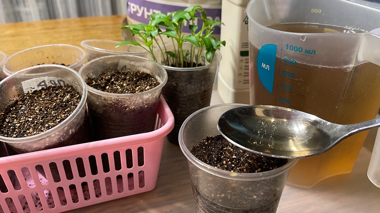 ПОСЕВ ТОМАТОВ, ПОЛИВАЮ ПИТАТЕЛЬНЫМ РАСТВОРОМ!