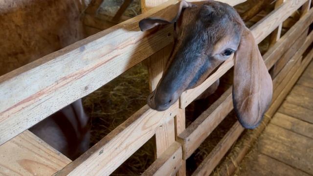 Убрала ёлку 🎄 / На носу 8 Марта 🌿