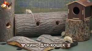 Видео для кошек про крысок развлекать питомцев 🐭🐀😂 (476)