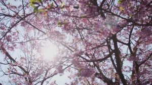 ВКУСЫ ФУДЗИ С ДЖАСТИН