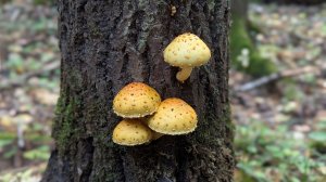Чешуйчатка лимонная (Pholiota limonella). Как выглядит гриб на месте произрастания.