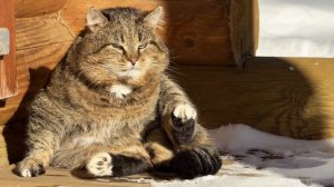 ДНЕВНИК лесного кота: «Утро с Барсиком!» - 6 марта 2026