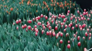 Программа "Главные новости" на 8 канале от 07.03.2026 Часть 2