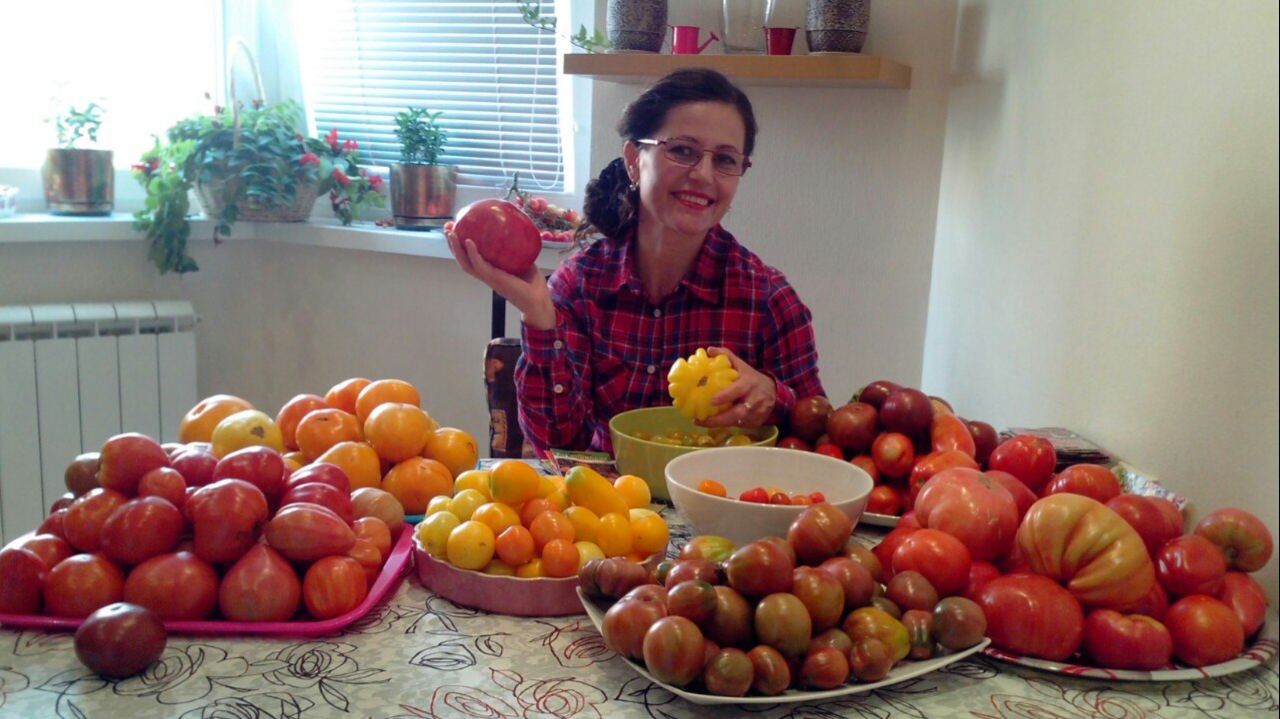 СВЕРХ урожайные сорта КОЛЛЕКЦИОННЫХ ТОМАТОВ / ИНДЕТЫ, ГНОМЫ, ГРУНТОВЫЕ 2026