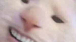 мемные коты