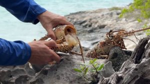 выживание на острове / остров игуан / 5 часть