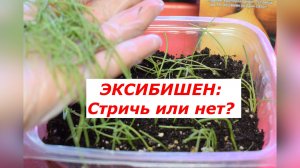 Зачем я стригу рассаду лука Эксибишен?