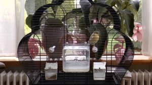 Бабушкина канарейка: Тихая жизнь маленького желтого друга | Видео для сна и релакса