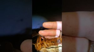 ночной сбор морепродуктов на море после шторма