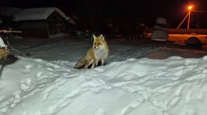 (1233) Лиса приходит в гости. Март 2026