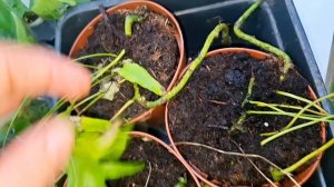 Первый мини-обзор в магазине! видео от 06.03.2026г.