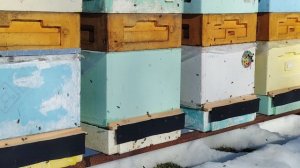 06.03.2026г. Первый облет пчел. Ленинградская область.