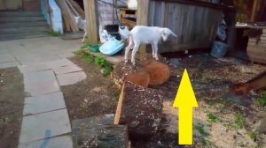 Шаловливые козлята