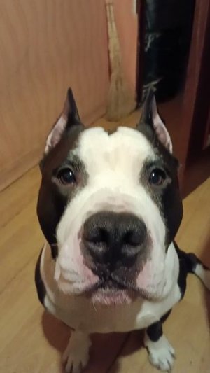 Пёс Мастер коротко о себе) приветственное видео😇😆