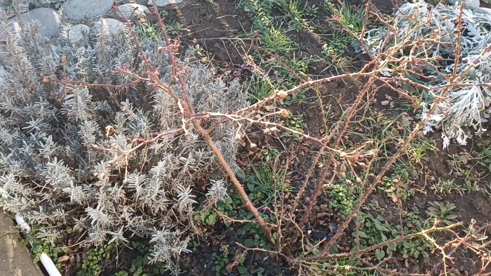 Роза Флорибунда. Обрезка весной на юге 06.03.2026г.