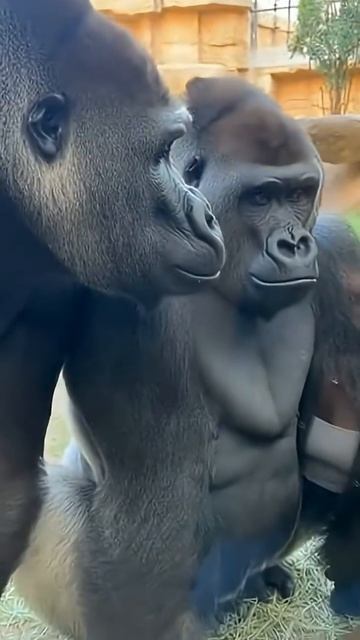 Ревнивая горилла.