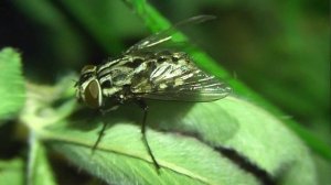 ИНСЕКТАРИЙ: 432. Графомия Пятнистая (Graphomya maculata)