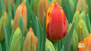 Целое море цветов! Доброе утро. Фрагмент выпуска от 06.03.2026