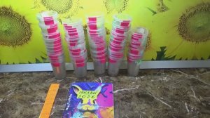 ПОСЕВЫ 2026-41. Готовлюсь к массовым посевам томатов. Как не перепутать большое количество рассады.