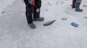 Зарыбление водоёма и хорошие уловы форели на запуске.