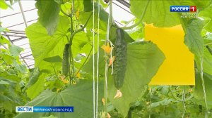 ГТРК СЛАВИЯ Праздник первого огурца в тепличном комплексе "Трубичино" 06.03.26