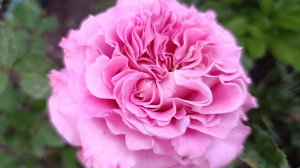 Эшли - любимая роза в саду.