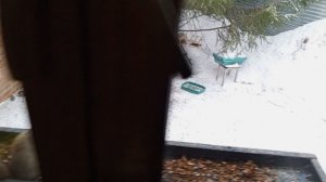 умные белки