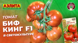 Томат БИФ КИНГ F1 в СВЕТОКУЛЬТУРЕ!
