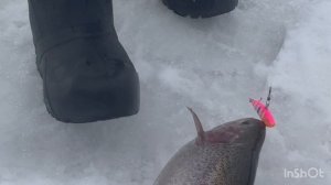 Спортзона.Поимки