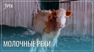 Фермер из Забайкалья хочет внедрить ИИ в процесс дойки коров