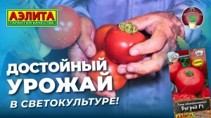 Томат БИГ РЕД F1 в СВЕТОКУЛЬТУРЕ