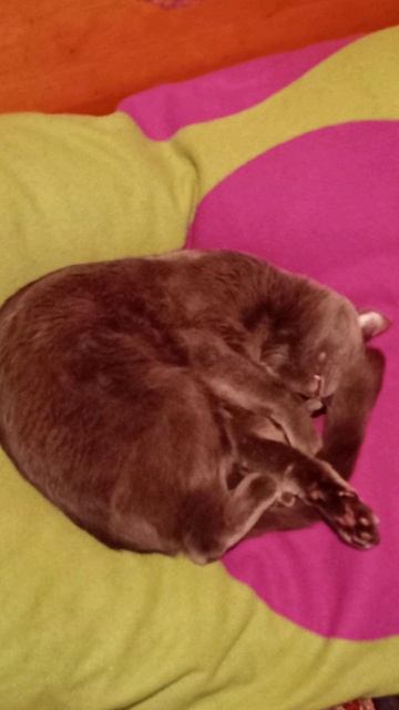 Покушал, побегал, теперь можно и поспать! #shorts #котатос #животные #коты #кошачийсон