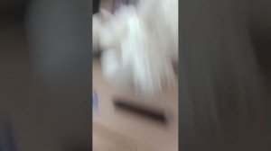 собаки и т.д