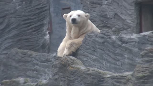 Пражский зоопарк часть 2