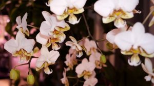 Отвалилась верхняя часть у орхидеи. Поэтапное восстановление. Не сделать лишнего. Шикарная СТЮ.