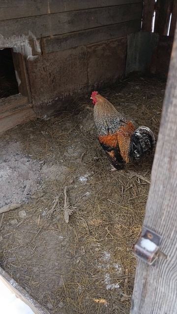 Куры-несушки на прогулке Сибирской весной