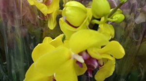 #розы орхидеи на 8 марта Красота