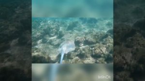 Императорский ангел, хвостокол, принц и другие товарищи! Park Regency Sharm El Sheikh Resort!