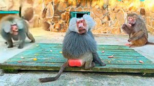 Лорецо ВЕРЕЩИТ от обиды, его ГОНЯЕТ Ромео по всему вольеру! ГАМАДРИЛ Терминатор, ни одной эмоции!