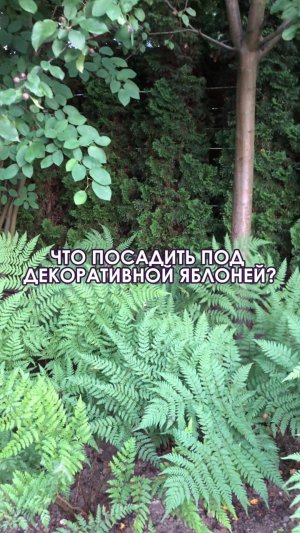 Что посадить под декоративной яблоней?