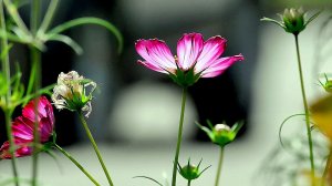 С праздником Весны, дорогие женщины!