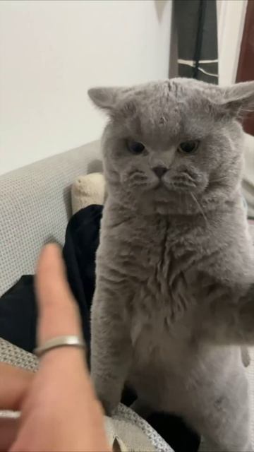 Смешные коты #113-9