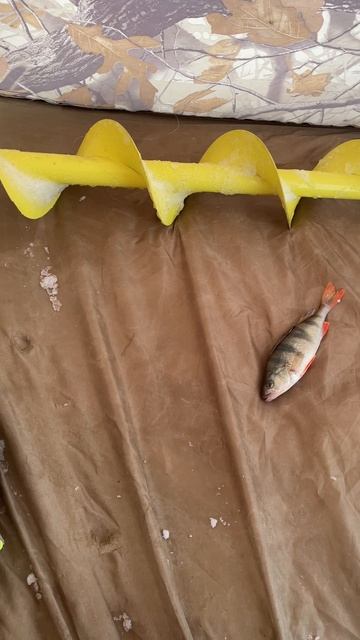 В ожидание поклёвки полосатого